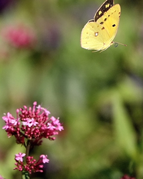 clouded yellow